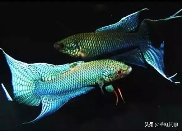 鱼缸小白虫的消灭方法,鱼缸里去除涡虫的最佳方法