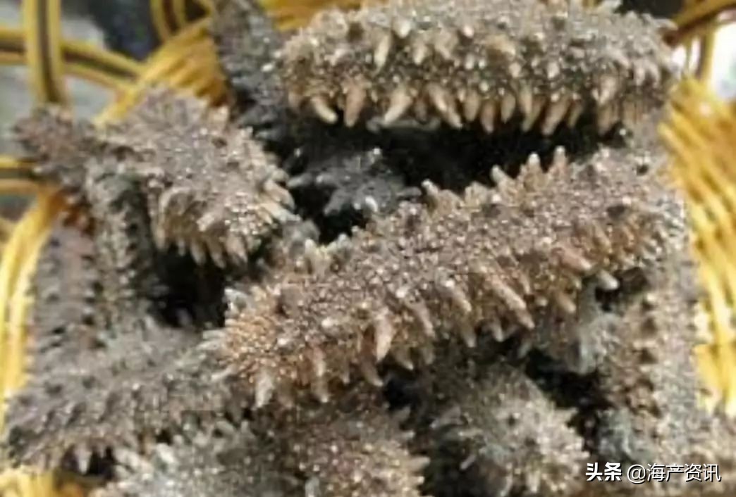 加拿大海参开袋即食,加拿大海参专卖店