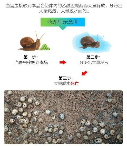 苹果园蜗牛防治有妙招,果树蜗牛病害防治
