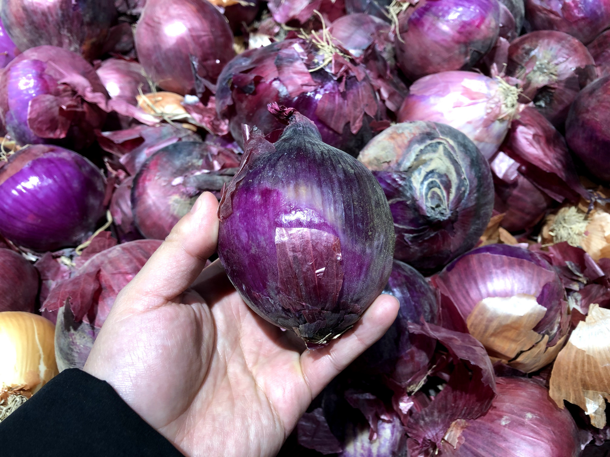 紫皮洋葱和黄皮哪种好,买洋葱是圆的好还是扁的好