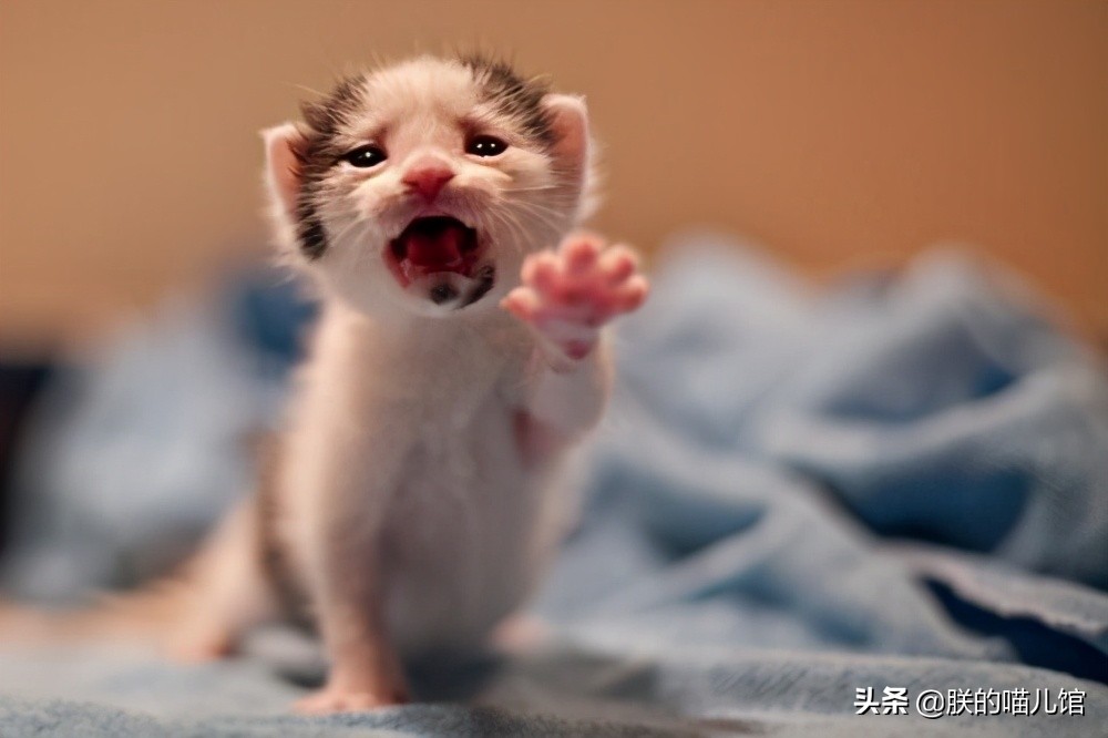 舒化牛奶猫可以喝吗,人喝的牛奶猫能喝吗