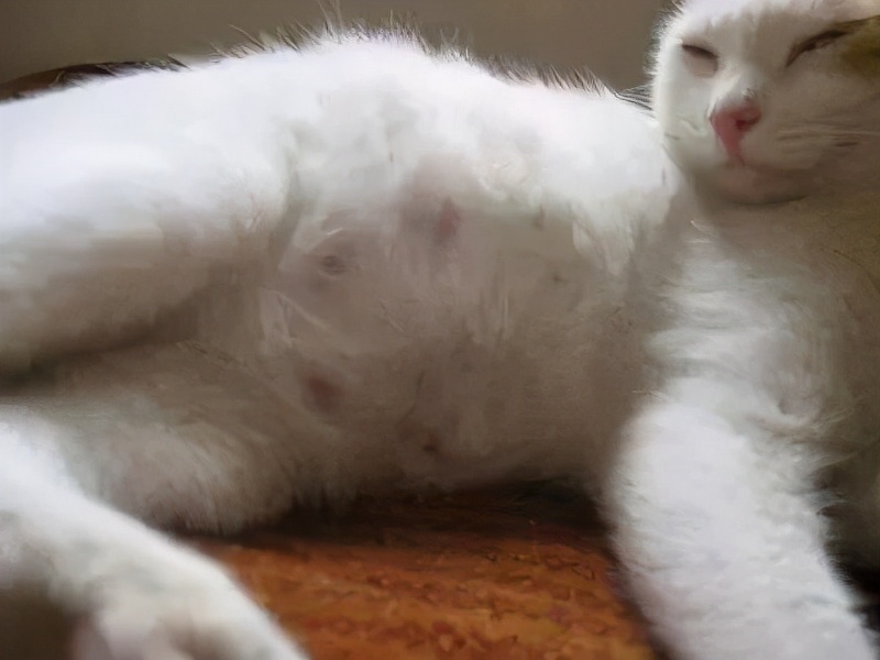 一招教你如何判断猫咪是否怀孕,猫咪怀孕了需要几个月才能生产