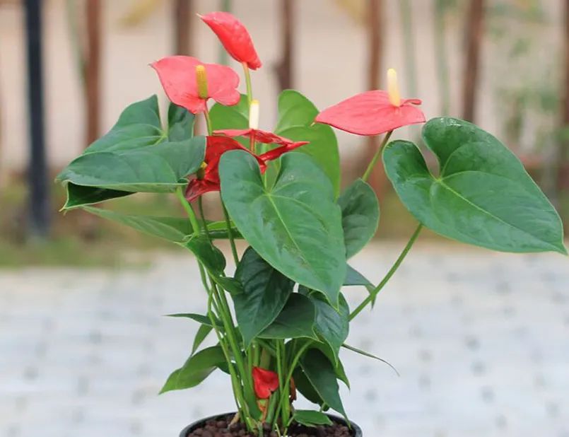 红掌花姿奇特美妍,花苞似佛焰,叶片翠绿欲滴,最佳室内盆栽