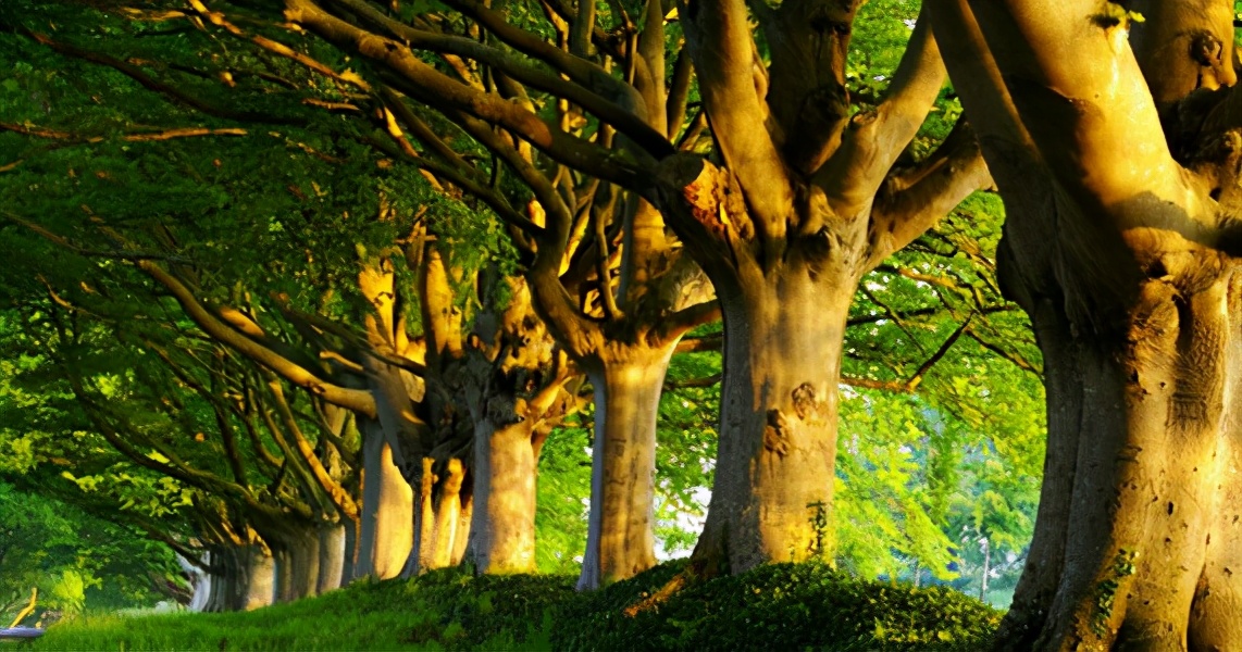 树的胸径和地径怎么换算,树的地径和胸径怎么换算