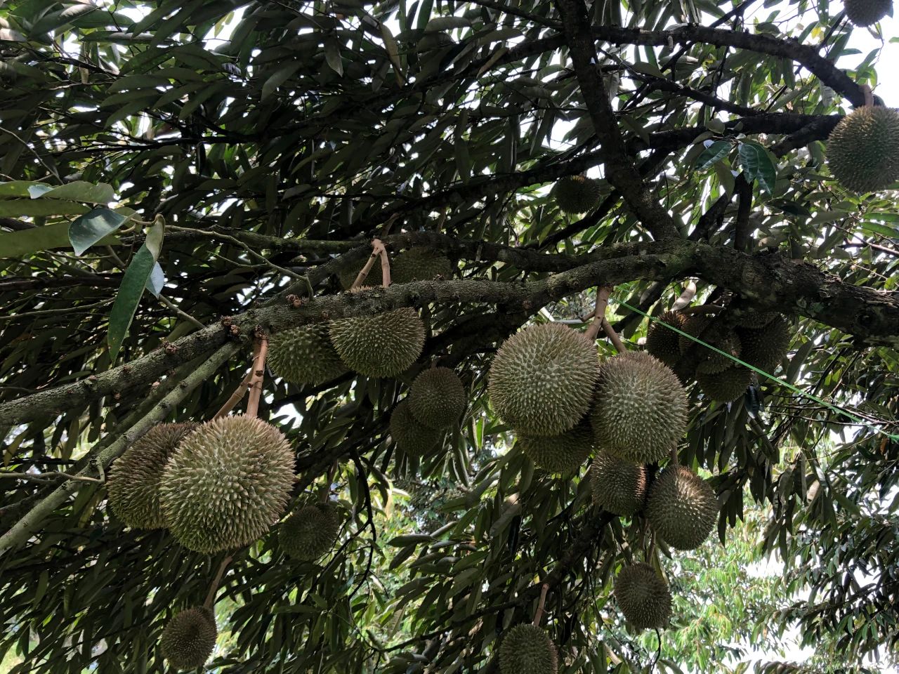 热带水果榴莲,热带水果之王是什么