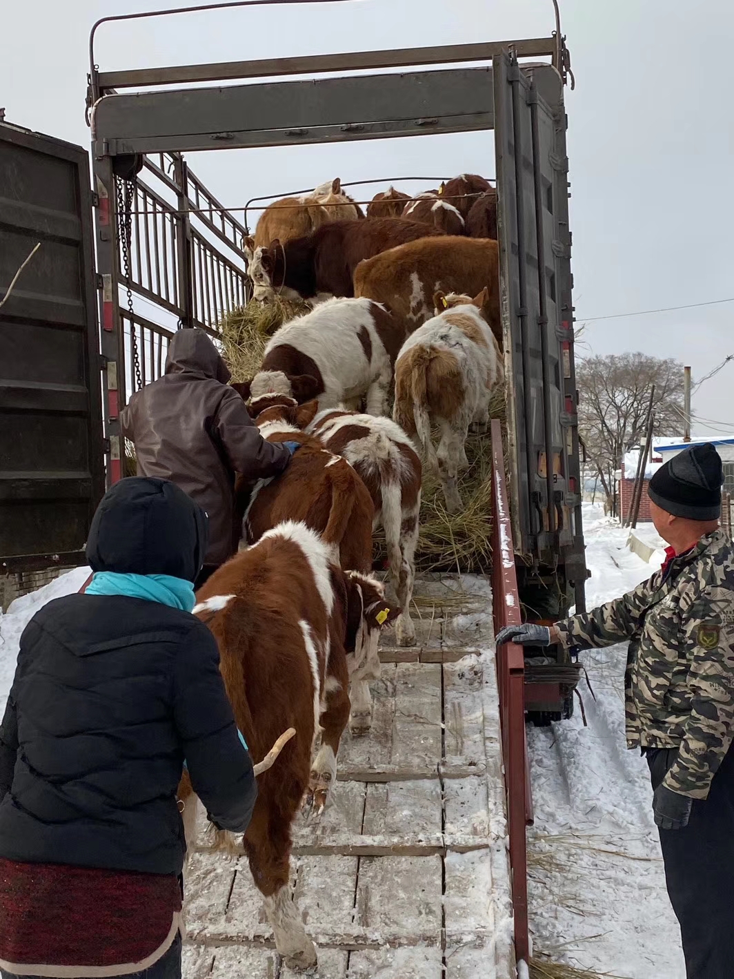 养牛一般养多少牛合适呢,养牛要怎么养才能把牛养好