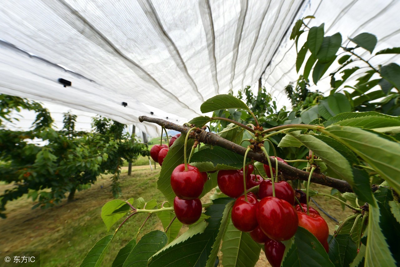 车厘子和大樱桃怎样区分,都是名字惹得祸
