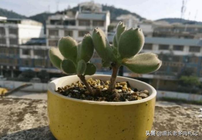熊掌多肉的养殖方法和注意事项,熊掌多肉植物怎么养