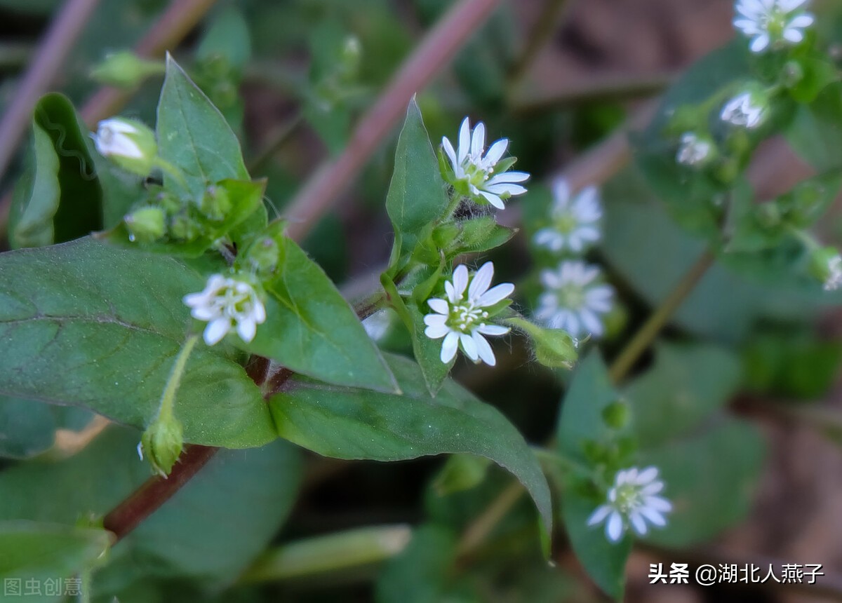 各种可以吃的野菜图片大全及名称 (100种野菜图片大全和名称和吃法)