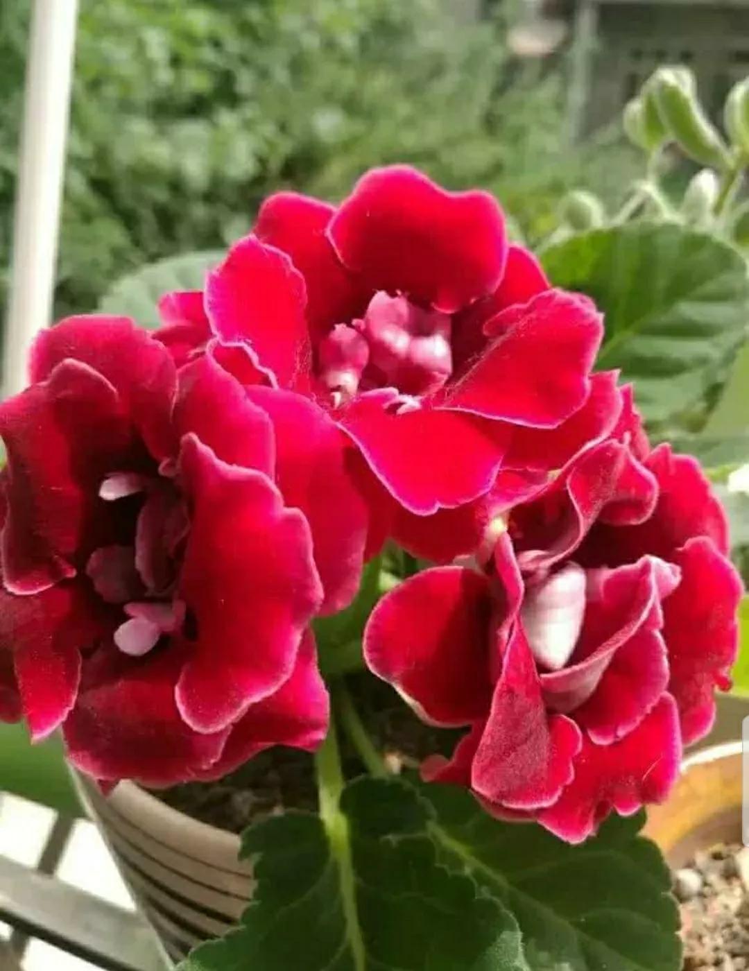 芳踪难觅濒危花！清新治愈篇：沙漠高原是吾家，豹子花的春天来了