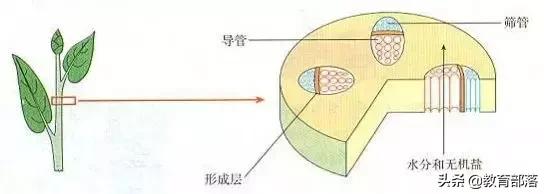 初中生物会考复习计划,初中生物会考复习资料全套