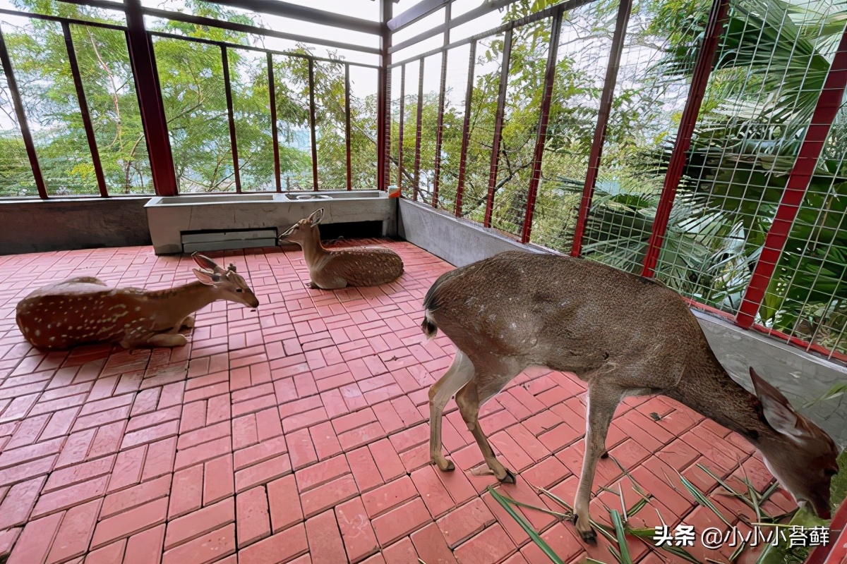 去三亚旅游吃住行全攻略,三亚吃住行