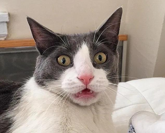 猫咪爱咬人、不让主人抱，脾气差的猫该如何正确教育？