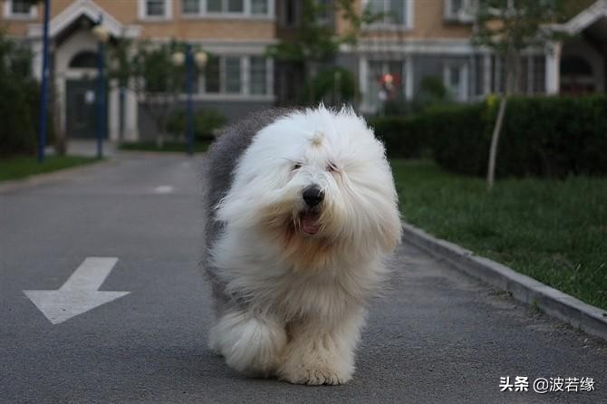 我家小狗两个月怎么爱咬人呢,宠物小狗咬人