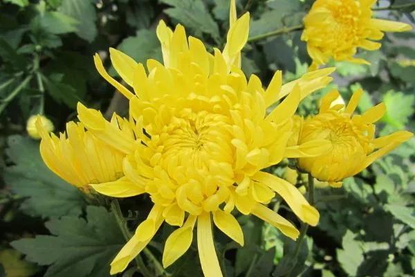 菊花种子栽培和繁殖方法,菊花可以用茎和种子繁殖吗