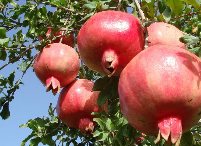 石榴的意义是不是代表多财多子,石榴盆栽有什么意义