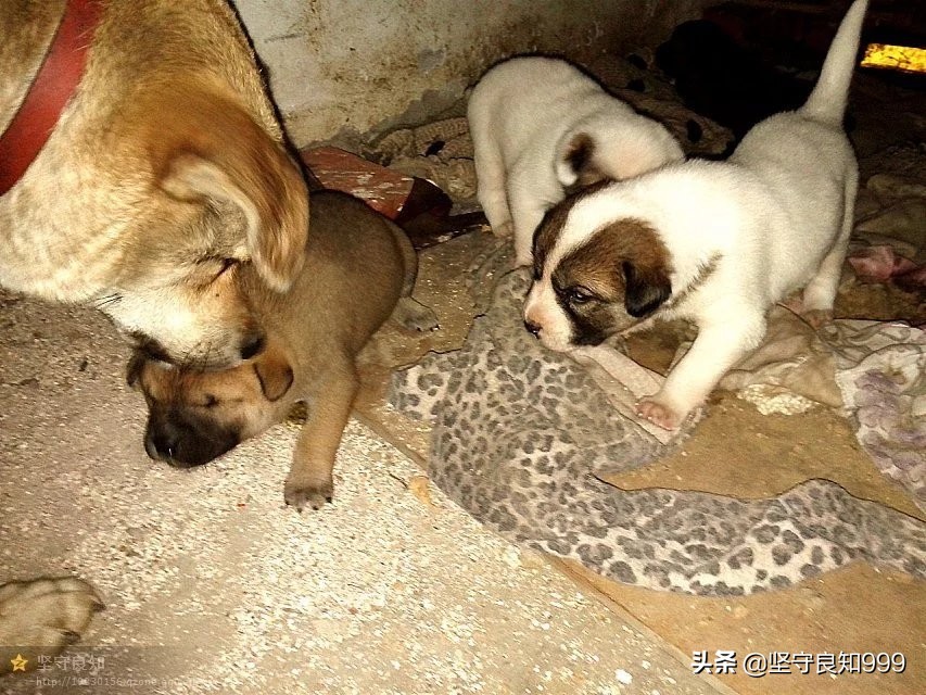 被遗弃的狗母子,被丢弃的母狗