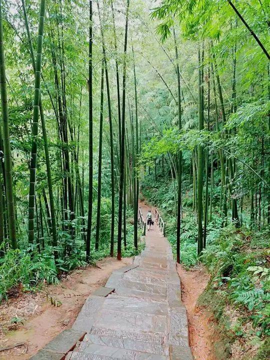 宜宾市长宁蜀南竹海,我的中国行