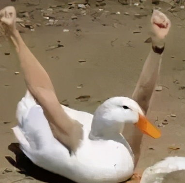 迪卡侬，真是个“奇葩”