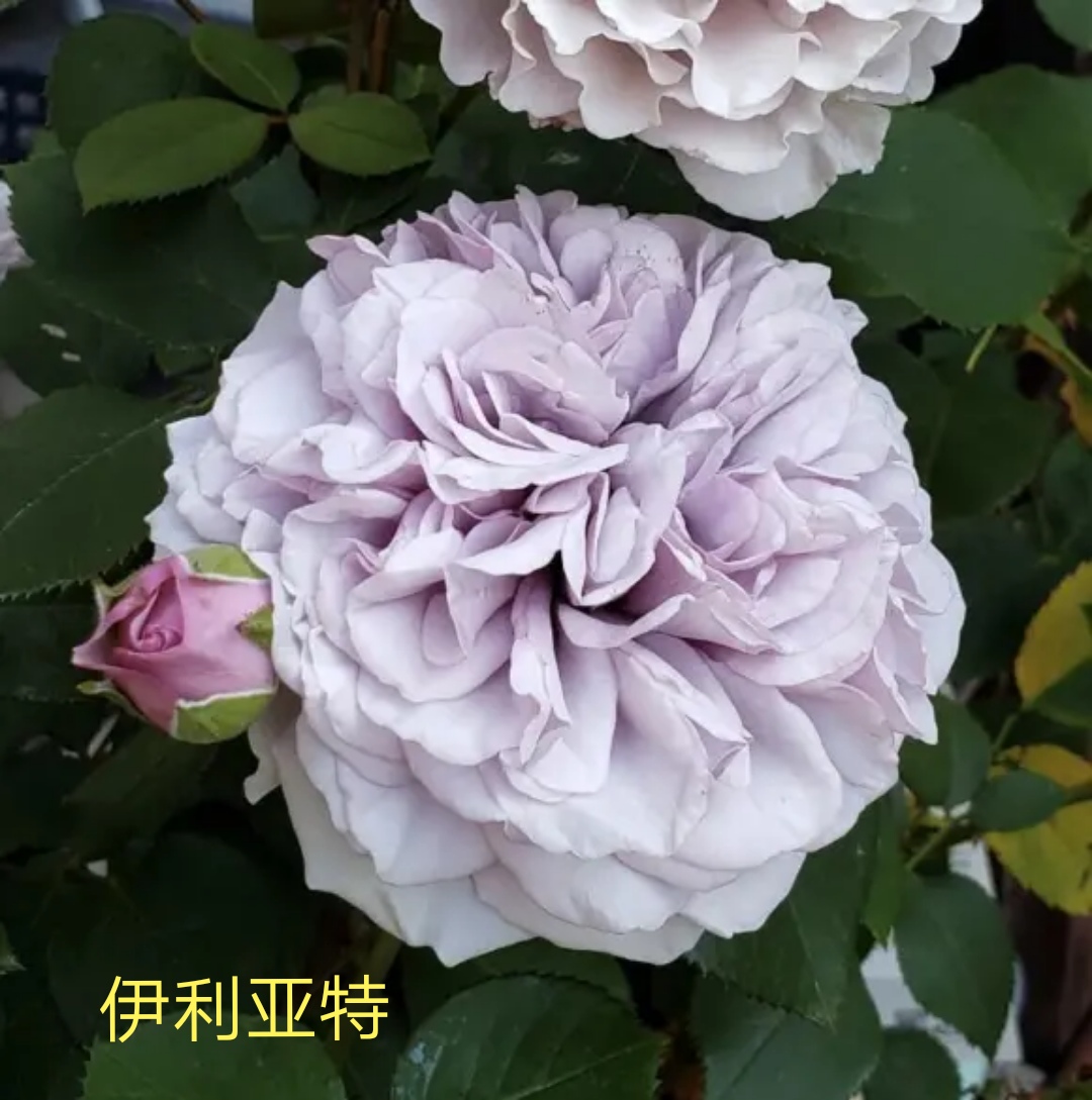 木村卓功推荐的月季,木村卓功月季