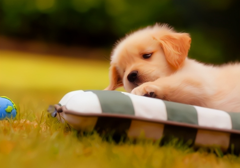 刚出生7天的狗拉稀怎么办,小奶狗拉黄稀屎是什么原因