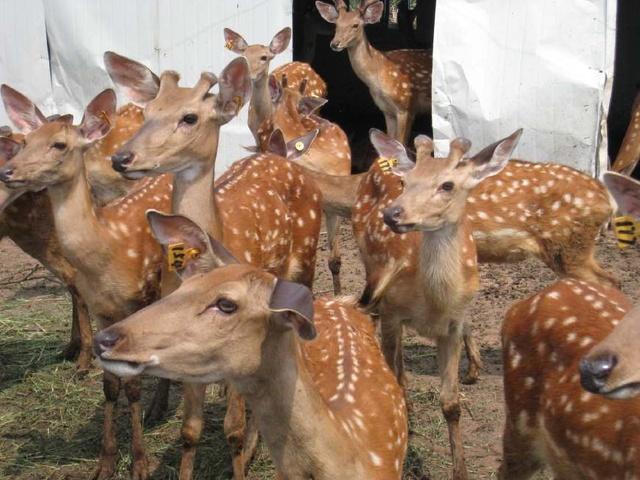 娌冲崡鐩镐翰灏忎紮褰╃ぜ澶珮,娌冲崡缁撳褰╃ぜ涓轰粈涔堥偅涔堥珮
