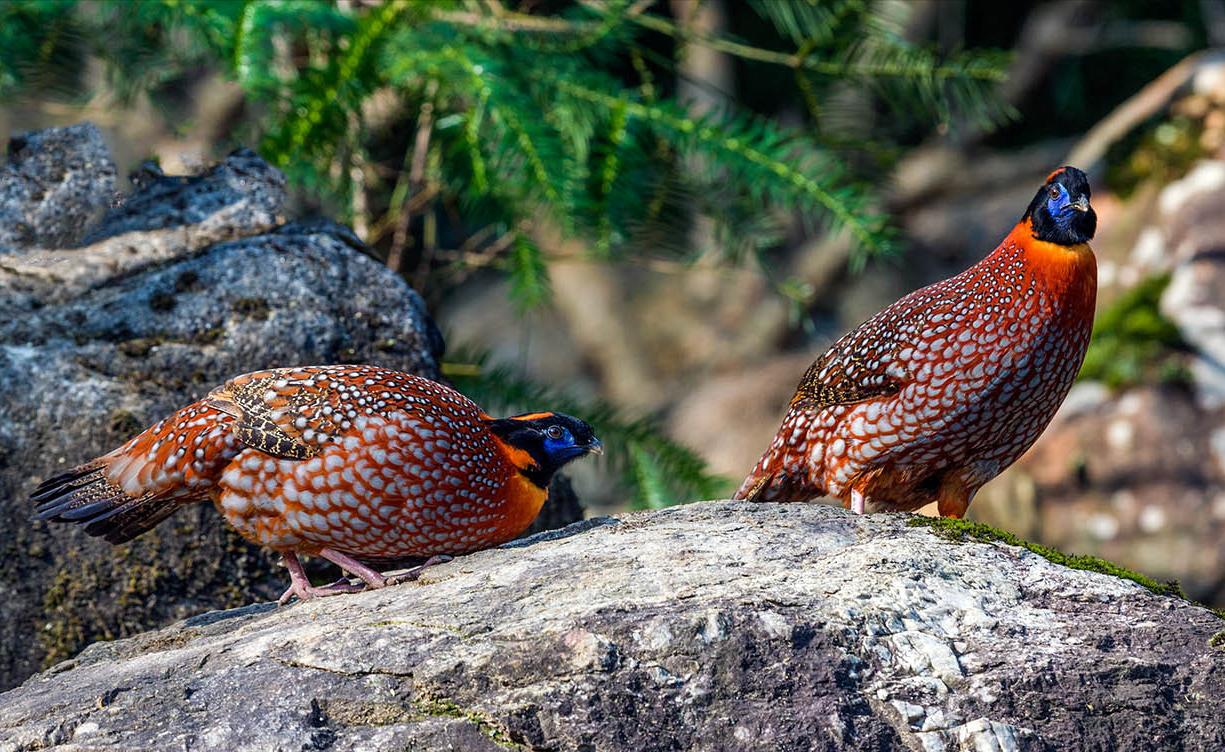 东江揽胜,惠州淡水常见鸟类图谱