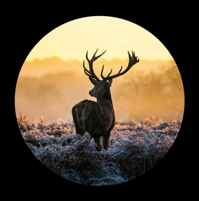 鹿的各个部位的价值最高,鹿身上最珍贵的部位