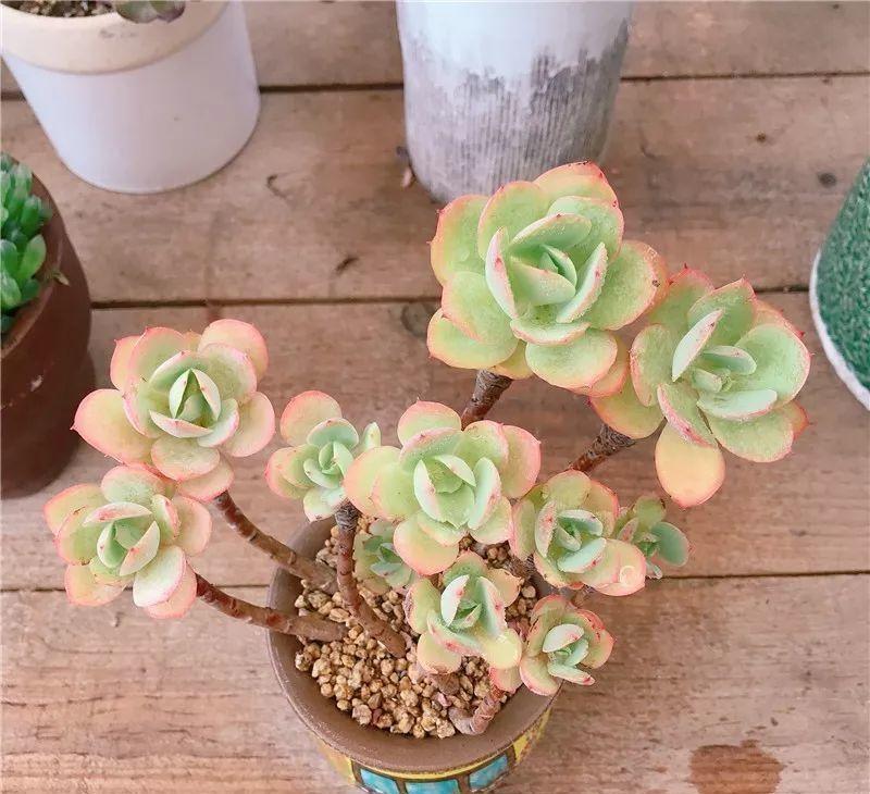 养了8年的“老桩”,价值2000块,这样的碧桃多肉,你舍得买吗?