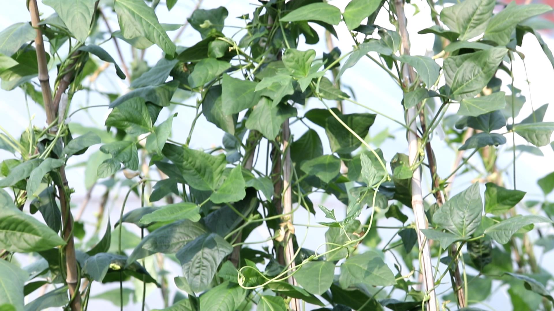 豆角施肥管理方法,豆角2米高开花结荚可以施肥了吗