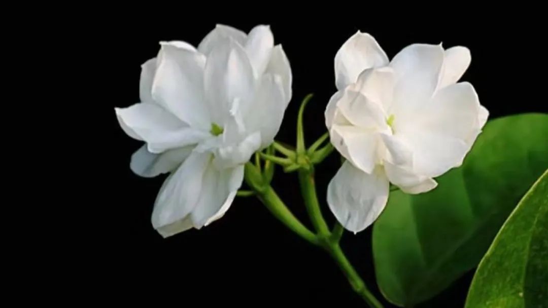 世界非遗福州茉莉花茶窨制工艺,福州茉莉花茶保护区