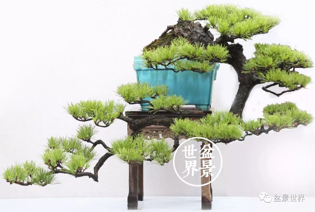 宿松十大顶级黑松盆景 (黑松微型盆景日本黑松30公分价格)