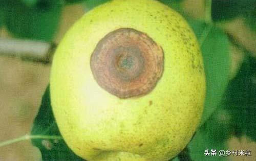 这一圈一圈酷似年轮又像同心圆的病害，到底是什么，该怎么防治？