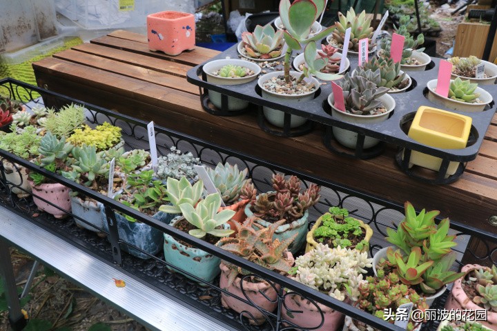 普通多肉怎么选花盆种植,初学者种植多肉技巧