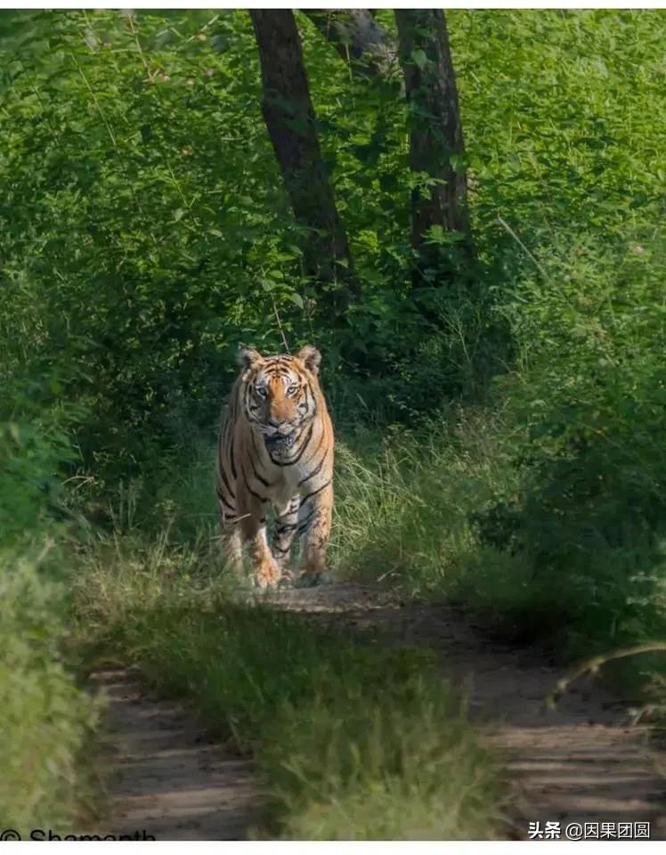 虎王拉贾孩子,虎王拉贾儿子怎么死的