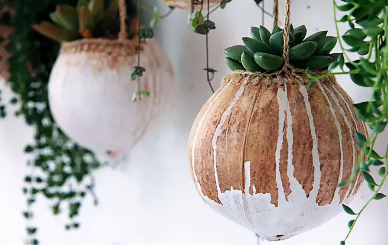 实用扦插教学让植物一盆变多盆,容易扦插成活的盆栽植物