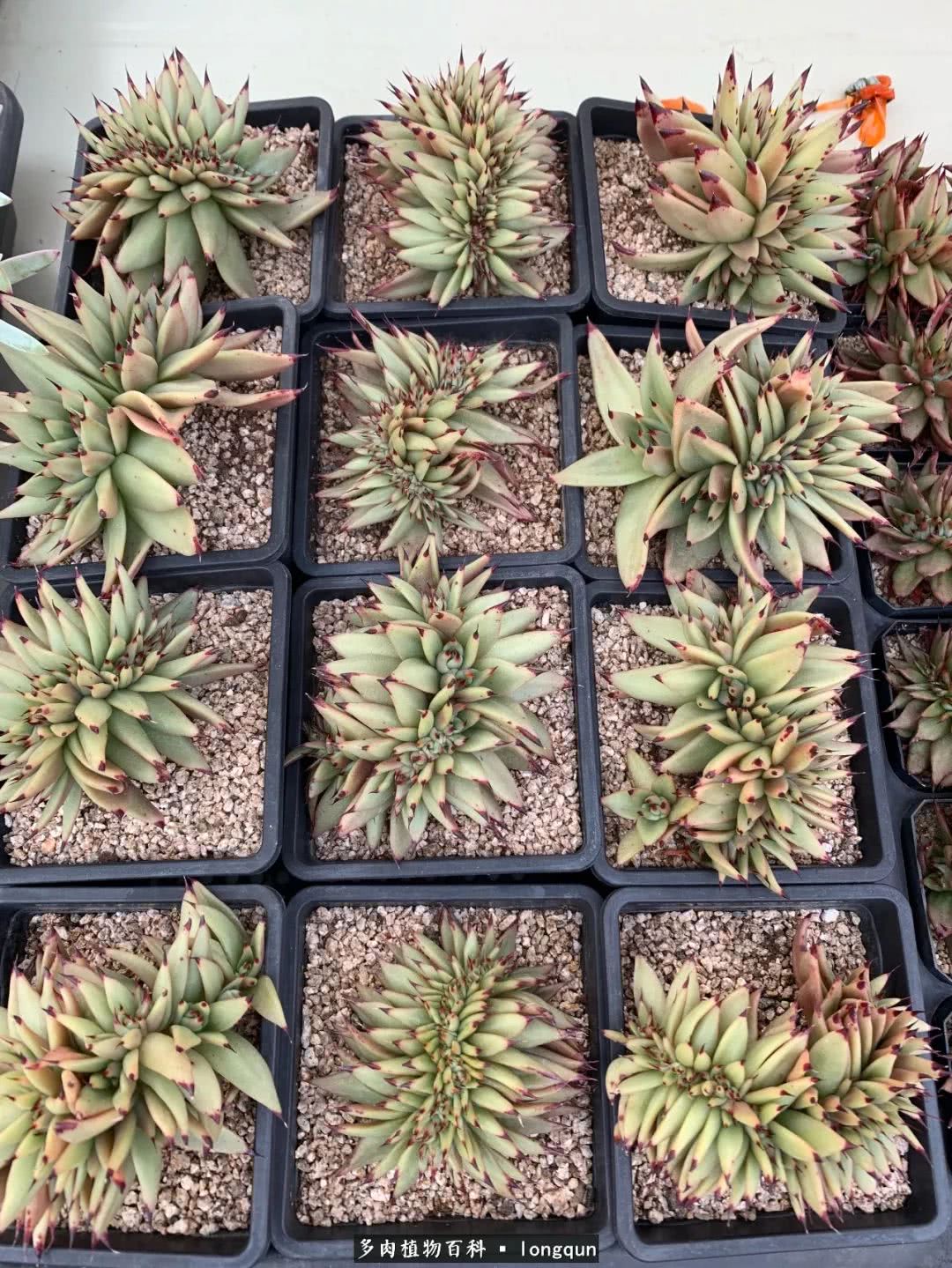 探访韩国肉锥大棚,记一次走访纪录片