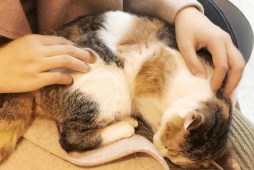 猫咪拉稀呕吐食欲不振但是精神好,养宠经验猫咪呕吐还拉稀怎么办