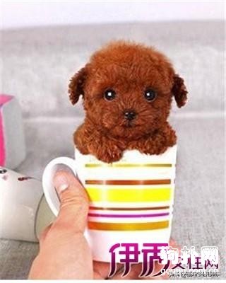 3个月茶杯泰迪犬标准肩高,茶杯泰迪犬发情出血多吗