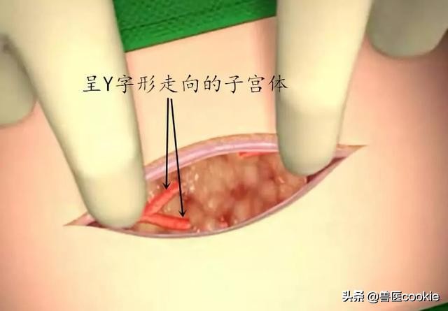 科普：关于犬猫去势/绝育的知识