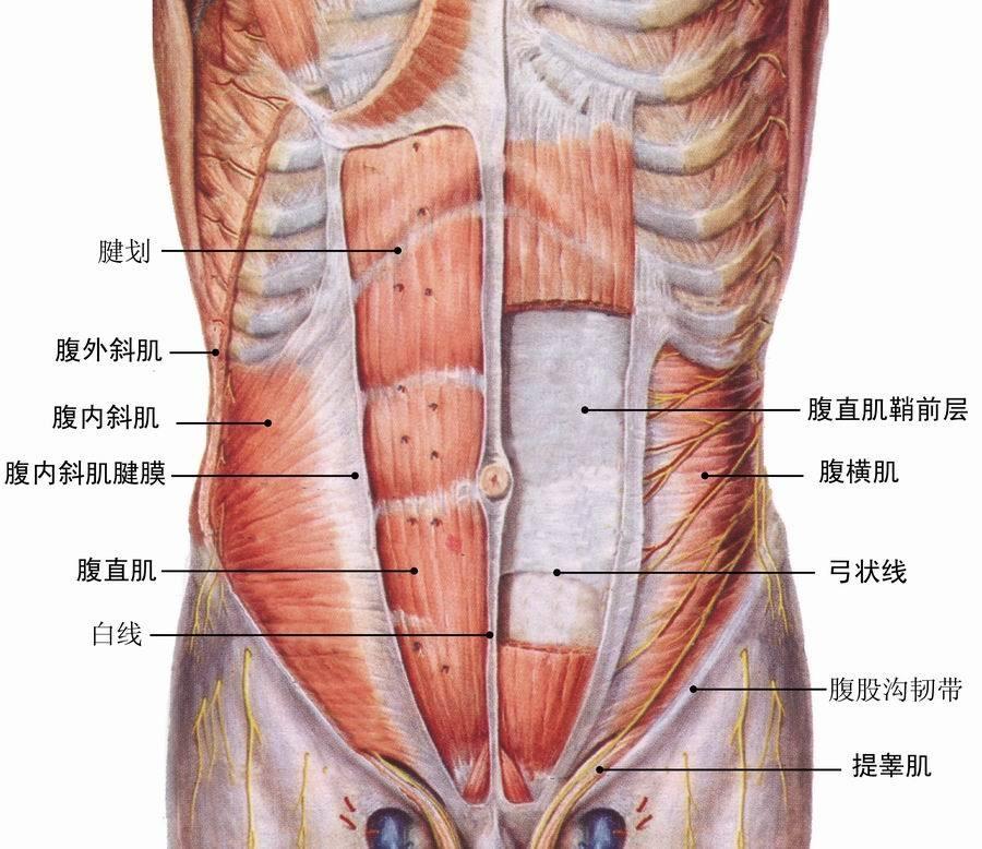 8个虐腹动作,八个经典虐腹训练动作