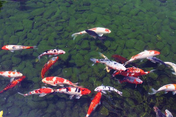 涨知识：鱼类不同的生长阶段，有不同的称呼