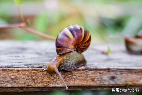 苍蝇看你像慢动作*放播**以及9种不可思议的动物