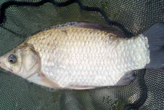 日本假鲫鱼入侵，却成钓友们的美味，一钓就一桶，比土生鲫鱼好吃
