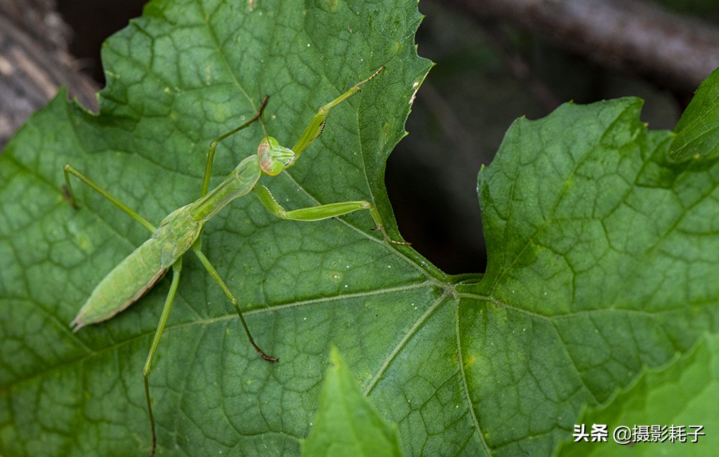 引以为傲的螳螂,勇敢的螳螂