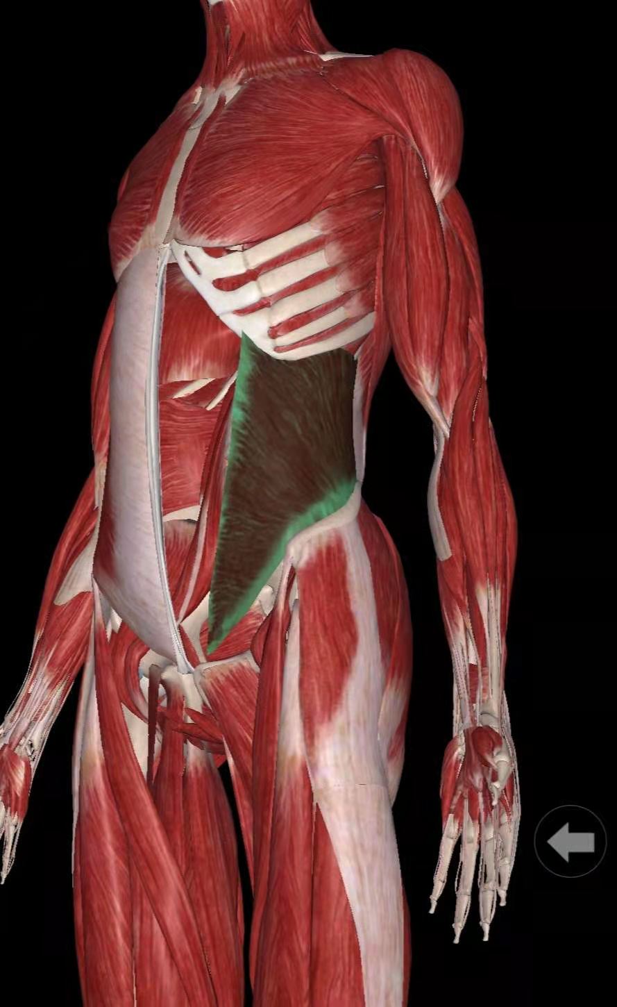 练好肌肉防腰痛,腰痛肌肉劳损