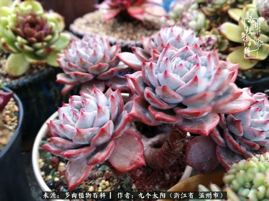 景天、球和龙舌兰，只要是多肉，都喜爱