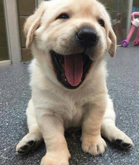 金毛正确喂养方法,金毛正确喂养