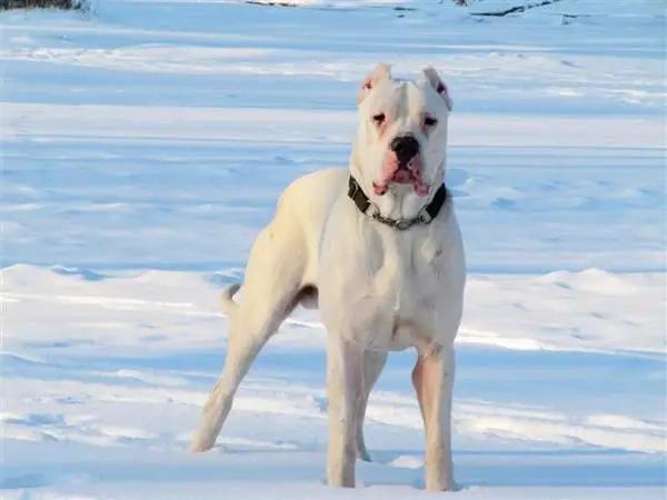 世界十大猛犬藏獒仅排第二,世界十大猛犬排名藏獒只排第六