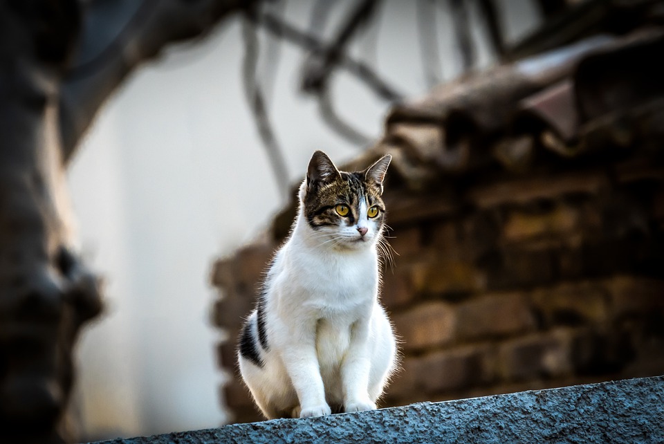 now猫粮水瓶,now猫粮低磷
